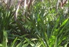 North Fremantleplants-40.jpg; ?>